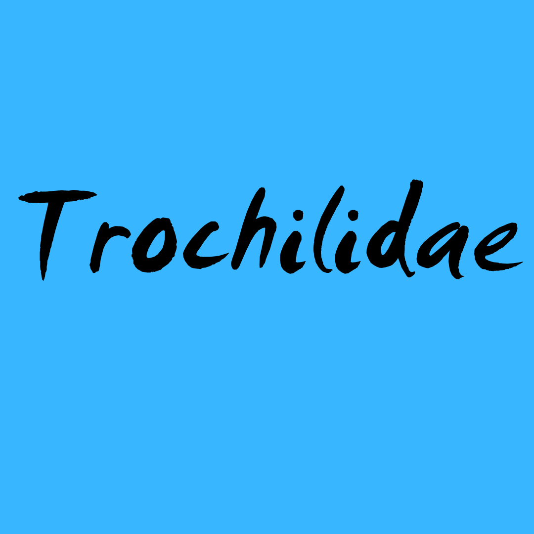 Read more about the article Trochilidae